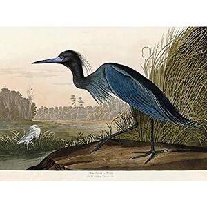 Artery8 Audubon Birds America Blue Crane Art Print Canvas Premium Wall Decor Poster Mural Artery8 Audubon Birds America Blue Crane Art Print Canvas Premium Wall Decor Poster Mural