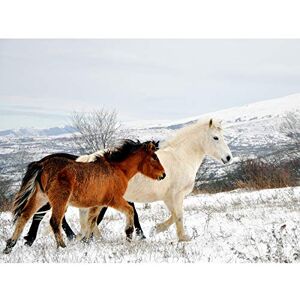 Fine Art Prints Aljabakphoto Horses Sar Mountains Kosovo Photo Unframed Wall Art Print Poster Home Decor Premium Fine Art Prints Aljabakphoto Horses Sar Mountains Kosovo Photo Unframed Wall Art Print Poster Home Decor Premium