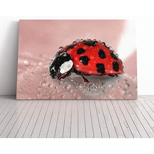 Big Box Art Red Ladybird Insect (2) Canvas Print Gallery Wrapped 30mm Frame Wall Art 20x14 inches Ready to Hang Modern Animals Picture Living Room Bedroom Lounge Office Big Box Art Red Ladybird Insect (2) Canvas Print Gallery Wrapped 30mm Frame Wall Art 20x14 inches Ready to Hang Modern Animals Picture Living Room Bedroom Lounge Office