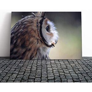 Big Box Art Owl Bird (1) Canvas Print Gallery Wrapped 30mm Frame Wall Art 24x16 inches Ready to Hang Modern Animals Picture Living Room Bedroom Lounge Office Big Box Art Owl Bird (1) Canvas Print Gallery Wrapped 30mm Frame Wall Art 24x16 inches Ready to Hang Modern Animals Picture Living Room Bedroom Lounge Office