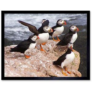 Wee Blue Coo Animal North Atlantic Puffins Art Print Framed Poster Wall Decor 12X16 Inch Wee Blue Coo Animal North Atlantic Puffins Art Print Framed Poster Wall Decor 12X16 Inch