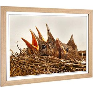 Big Box Art Framed Print of Baby Birds in The Nest (2) Design Wall Art Picture Home Decor for Kitchen, Living, Dining Room, Bedroom, Hallway, Office, Oak, A2 / 24.5x18 Inch / 62x45cm Big Box Art Framed Print of Baby Birds in The Nest (2) Design Wall Art Picture Home Decor for Kitchen, Living, Dining Room, Bedroom, Hallway, Office, Oak, A2 / 24.5x18 Inch / 62x45cm