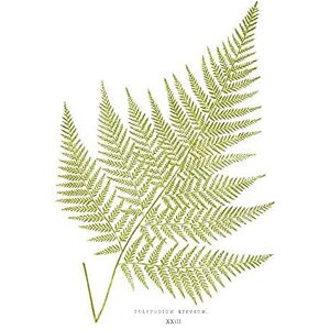 Wee Blue Coo Fern Polypodium Eppusum Art Print Canvas Premium Wall Decor Poster Wee Blue Coo Fern Polypodium Eppusum Art Print Canvas Premium Wall Decor Poster