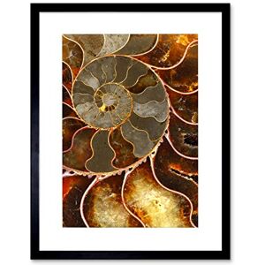 Wee Blue Coo Photo Macro Close Up Fossil Ammolite Shell Cool Framed Wall Art Print Wee Blue Coo Photo Macro Close Up Fossil Ammolite Shell Cool Framed Wall Art Print