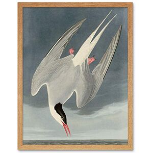 Artery8 Audubon Birds America Arctic Tern Art Print Framed Poster Wall Decor 12x16 inch Artery8 Audubon Birds America Arctic Tern Art Print Framed Poster Wall Decor 12x16 inch