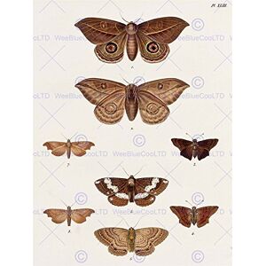 Wee Blue Coo Painting Nature Study Insects Humboldt Various Butterflies Wall Art Print Wee Blue Coo Painting Nature Study Insects Humboldt Various Butterflies Wall Art Print
