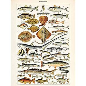 Artery8 Millot Encyclopedia Page Fish Shark Ray Unframed Wall Art Print Poster Home Decor Premium Artery8 Millot Encyclopedia Page Fish Shark Ray Unframed Wall Art Print Poster Home Decor Premium