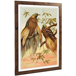 Big Box Art Framed Print of Vintage Natural History Birds of Paradise Design Wall Art Picture Home Decor for Kitchen, Living Room, Bedroom, Hallway, Walnut, A2 / 24.5x18 Inch / 62x45cm Big Box Art Framed Print of Vintage Natural History Birds of Paradise Design Wall Art Picture Home Decor for Kitchen, Living Room, Bedroom, Hallway, Walnut, A2 / 24.5x18 Inch / 62x45cm