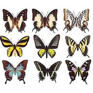 Artery8 Butterflies Butterfly Collection Various Colourful Types Nine Art Print Canvas Premium Wall Decor Poster Mural Artery8 Butterflies Butterfly Collection Various Colourful Types Nine Art Print Canvas Premium Wall Decor Poster Mural