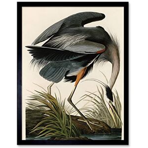 Artery8 Audubon Birds Great Blue Heron Painting Art Print Framed Poster Wall Decor 12x16 inch Artery8 Audubon Birds Great Blue Heron Painting Art Print Framed Poster Wall Decor 12x16 inch