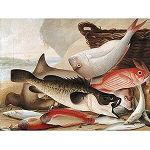 Fine Art Prints John W Lewin Fish Catch And Dawes Point Sydney Harbour Art Print Canvas Premium Wall Decor Poster Mural Fine Art Prints John W Lewin Fish Catch And Dawes Point Sydney Harbour Art Print Canvas Premium Wall Decor Poster Mural