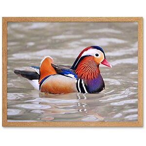 Wee Blue Coo Animal Bird Male Mandarin Duck Art Print Framed Poster Wall Decor 12X16 Inch Wee Blue Coo Animal Bird Male Mandarin Duck Art Print Framed Poster Wall Decor 12X16 Inch