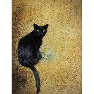 Wee Blue Coo Black Cat Yellow Flower Unframed Art Print Poster Wall Decor 12X16 Inch Wee Blue Coo Black Cat Yellow Flower Unframed Art Print Poster Wall Decor 12X16 Inch