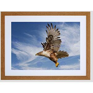 Wee Blue Coo Ferruginous Hawk Prey Hunting Flight Bird Framed Wall Art Print Wee Blue Coo Ferruginous Hawk Prey Hunting Flight Bird Framed Wall Art Print