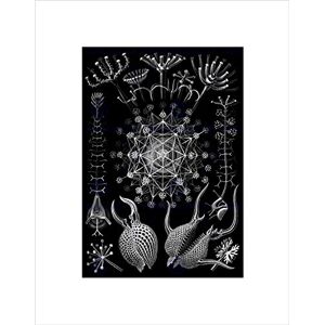 Wee Blue Coo NATURE BIOLOGY ERNST HAECKEL SEA CREATURE GERMANY BIOLOGY ART PRINT B12X911 Wee Blue Coo NATURE BIOLOGY ERNST HAECKEL SEA CREATURE GERMANY BIOLOGY ART PRINT B12X911