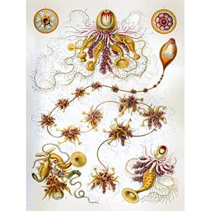 Wee Blue Coo 7th Plate Ernst Haeckel Kunstformen Der Natur Iphonophorae Large Art Print Poster Wall Decor 18x24 inch Wee Blue Coo 7th Plate Ernst Haeckel Kunstformen Der Natur Iphonophorae Large Art Print Poster Wall Decor 18x24 inch