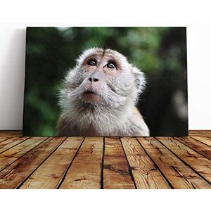 Big Box Art Monkey Canvas Print Gallery Wrapped 30mm Frame Wall Art 30x20 inches Ready to Hang Modern Animals Picture Living Room Bedroom Lounge Office Big Box Art Monkey Canvas Print Gallery Wrapped 30mm Frame Wall Art 30x20 inches Ready to Hang Modern Animals Picture Living Room Bedroom Lounge Office