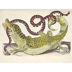 Artery8 Merian Alligator Crocodile Snake Nature Painting Art Print Canvas Premium Wall Decor Poster Mural Artery8 Merian Alligator Crocodile Snake Nature Painting Art Print Canvas Premium Wall Decor Poster Mural