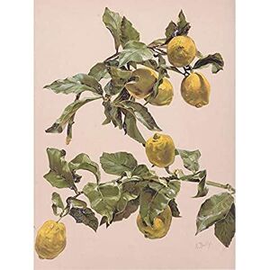 Artery8 Bailly Vintage Watercolor Lemon Tree Painting Unframed Wall Art Print Poster Home Decor Premium Artery8 Bailly Vintage Watercolor Lemon Tree Painting Unframed Wall Art Print Poster Home Decor Premium