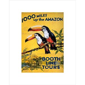 Wee Blue Coo Amazon Toucan River Brazil America Jungle Rain Forest Art Wall Art Print Wee Blue Coo Amazon Toucan River Brazil America Jungle Rain Forest Art Wall Art Print