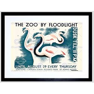 Wee Blue Coo Advert Zoo Night Flamingo Animal Lombers Camden Framed Wall Art Print Wee Blue Coo Advert Zoo Night Flamingo Animal Lombers Camden Framed Wall Art Print