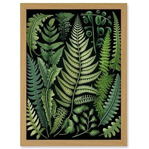 Artery8 Ernst Haeckel Style Fern Fronds Leaf Illustration Artwork Framed A3 Wall Art Print Artery8 Ernst Haeckel Style Fern Fronds Leaf Illustration Artwork Framed A3 Wall Art Print