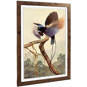 Big Box Art Framed Print of Vintage W Kuhnert Bird of Paradise 2 Design Wall Art Picture Home Decor for Kitchen, Living Room, Bedroom, Hallway, Walnut, A2 / 24.5x18 Inch / 62x45cm Big Box Art Framed Print of Vintage W Kuhnert Bird of Paradise 2 Design Wall Art Picture Home Decor for Kitchen, Living Room, Bedroom, Hallway, Walnut, A2 / 24.5x18 Inch / 62x45cm