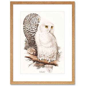 Wee Blue Coo Painting Birds Gould Lear Snowy Owl Pair Framed Wall Art Print Wee Blue Coo Painting Birds Gould Lear Snowy Owl Pair Framed Wall Art Print