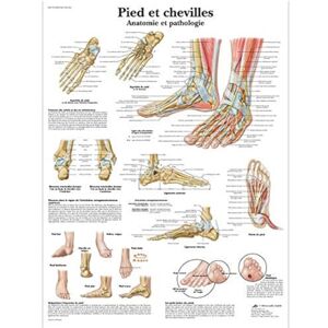 3B Scientific – Laminated Human Musculature Chart – UV & Dust-Protected Anatomy Poster for Study, Teaching & Clinics 3B Scientific – Laminated Human Musculature Chart – UV & Dust-Protected Anatomy Poster for Study, Teaching & Clinics