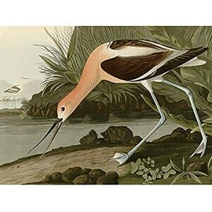 Artery8 Audubon Birds America American Avocet Unframed Wall Art Print Poster Home Decor Premium Artery8 Audubon Birds America American Avocet Unframed Wall Art Print Poster Home Decor Premium