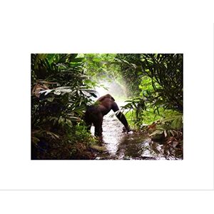 Wee Blue Coo Animal Ape Monkey Gorilla Jungle Kong Picture Wall Art Print Wee Blue Coo Animal Ape Monkey Gorilla Jungle Kong Picture Wall Art Print