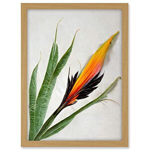 Wee Blue Coo Bird of Paradise Tropical Plant Flower and Leaves Illustration on White Artwork Framed A3 Wall Art Print Wee Blue Coo Bird of Paradise Tropical Plant Flower and Leaves Illustration on White Artwork Framed A3 Wall Art Print