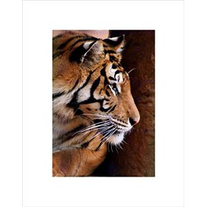 Wee Blue Coo TIGER FACE SIDE PROFILE CAT BIG BLACK FRAME FRAMED ART PRINT PICTURE B12X8781 Wee Blue Coo TIGER FACE SIDE PROFILE CAT BIG BLACK FRAME FRAMED ART PRINT PICTURE B12X8781