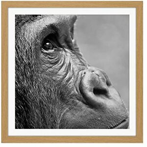 Artery8 Gorilla Ape Face Head Photo Square Wooden Framed Wall Art Print Picture 16X16 Inch Artery8 Gorilla Ape Face Head Photo Square Wooden Framed Wall Art Print Picture 16X16 Inch