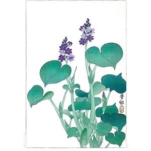 Wee Blue Coo Blooming Hosta Ohara Koson Art Print Poster Wall Decor 12X16 Inch Wee Blue Coo Blooming Hosta Ohara Koson Art Print Poster Wall Decor 12X16 Inch