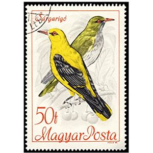 Wee Blue Coo Postage Stamp Hungary 50 Forint Oriole Yellow Green Bird Wall Art Print Wee Blue Coo Postage Stamp Hungary 50 Forint Oriole Yellow Green Bird Wall Art Print