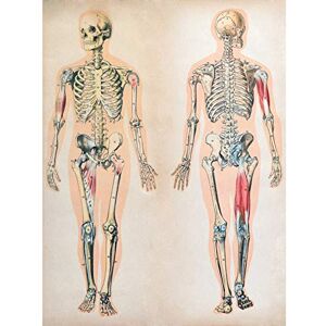 Fine Art Prints Human Body Anatomy Skeleton Muscles Art Print Canvas Premium Wall Decor Poster Fine Art Prints Human Body Anatomy Skeleton Muscles Art Print Canvas Premium Wall Decor Poster