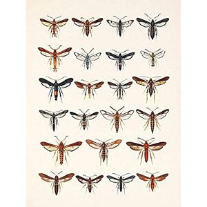 Wee Blue Coo Scientific Moths Beutenmuller Unframed Wall Art Print Poster Home Decor Premium Wee Blue Coo Scientific Moths Beutenmuller Unframed Wall Art Print Poster Home Decor Premium