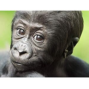 Wee Blue Coo Young Gorilla Ape Primate Monkey Jungle Baby Art Large Art Print Poster Wall Decor 18x24 inch Wee Blue Coo Young Gorilla Ape Primate Monkey Jungle Baby Art Large Art Print Poster Wall Decor 18x24 inch