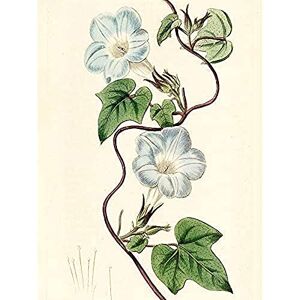 Artery8 Edwards Ivy-leaved Morning Glory Flower Illustration Unframed Wall Art Print Poster Home Decor Premium Artery8 Edwards Ivy-leaved Morning Glory Flower Illustration Unframed Wall Art Print Poster Home Decor Premium