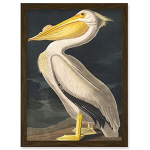 Wee Blue Coo John James Audubon Style Pelican Bird Vintage Detailed Illustration Artwork Framed Wall Art Print A4 Wee Blue Coo John James Audubon Style Pelican Bird Vintage Detailed Illustration Artwork Framed Wall Art Print A4