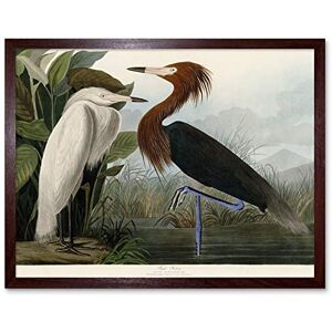 Artery8 Audubon Birds Purple Heron Painting Art Print Framed Poster Wall Decor 12x16 inch Artery8 Audubon Birds Purple Heron Painting Art Print Framed Poster Wall Decor 12x16 inch