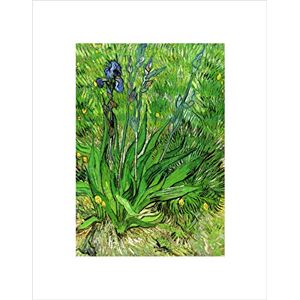 Wee Blue Coo Van Gogh Iris 1889 Old Master Picture Wall Art Print Wee Blue Coo Van Gogh Iris 1889 Old Master Picture Wall Art Print
