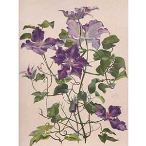 Artery8 Bailly Vintage Clematis Large Flowers Purple Painting Premium Wall Art Canvas Print 18X24 Inch Artery8 Bailly Vintage Clematis Large Flowers Purple Painting Premium Wall Art Canvas Print 18X24 Inch