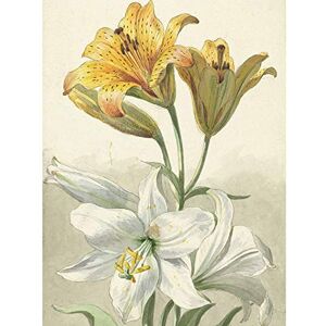 Artery8 Van Leen Yellow White Lilies Flowers Painting Unframed Wall Art Print Poster Home Decor Premium Artery8 Van Leen Yellow White Lilies Flowers Painting Unframed Wall Art Print Poster Home Decor Premium