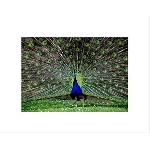 Wee Blue Coo PEACOCK BIRDS FEATHER BLACK FRAME FRAMED ART PRINT PICTURE MOUNT B12X9448 Wee Blue Coo PEACOCK BIRDS FEATHER BLACK FRAME FRAMED ART PRINT PICTURE MOUNT B12X9448