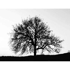 Wee Blue Coo Photography Tree Silhouette Black White Stark Art Print Poster Wall Decor 12X16 Inch Wee Blue Coo Photography Tree Silhouette Black White Stark Art Print Poster Wall Decor 12X16 Inch