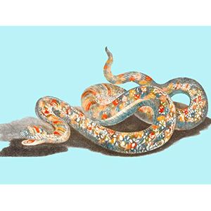 Fine Art Prints Colourful Snake Johan Teyler Large Wall Art Print Canvas Premium Poster Fine Art Prints Colourful Snake Johan Teyler Large Wall Art Print Canvas Premium Poster