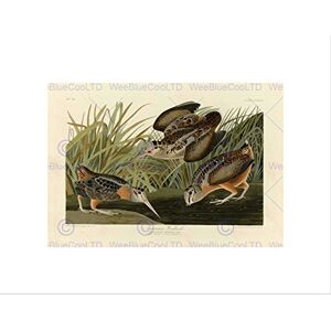 Wee Blue Coo PAINTING BOOK PAGE BIRDS AMERICA AUDUBON AMERICAN WOODCOCK FRAMED PRINT B12X3808 Wee Blue Coo PAINTING BOOK PAGE BIRDS AMERICA AUDUBON AMERICAN WOODCOCK FRAMED PRINT B12X3808