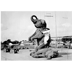 Wee Blue Coo Vintage Photo Circus Elephant Trainer Stunt Weird USA Wall Art Print Wee Blue Coo Vintage Photo Circus Elephant Trainer Stunt Weird USA Wall Art Print